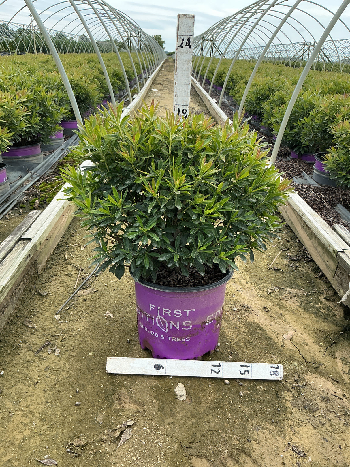 Electric Lights Red Azalea shrub in a #3 First Editions container at a nursery greenhouse, showing dense green foliage with reddish new growth.