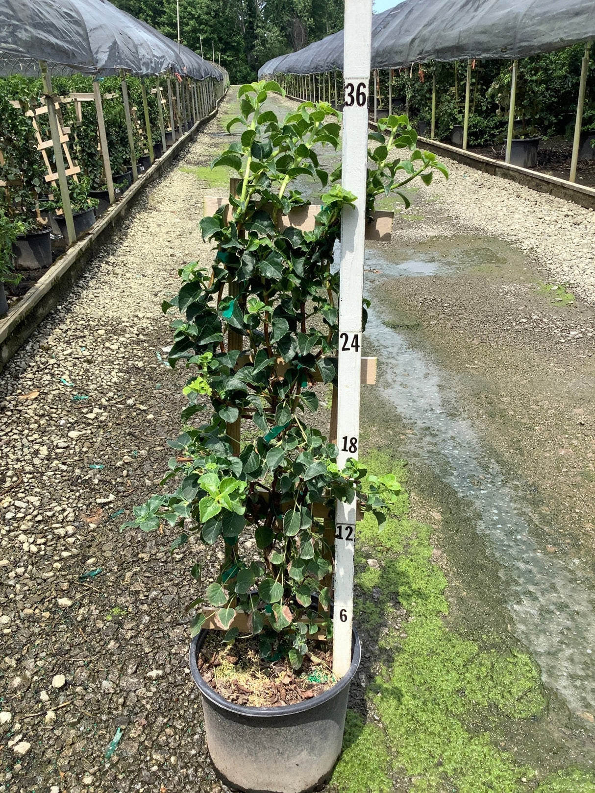 Climbing Hydrangea vine trained on a trellis in a nursery container, reaching approximately 36 inches tall.