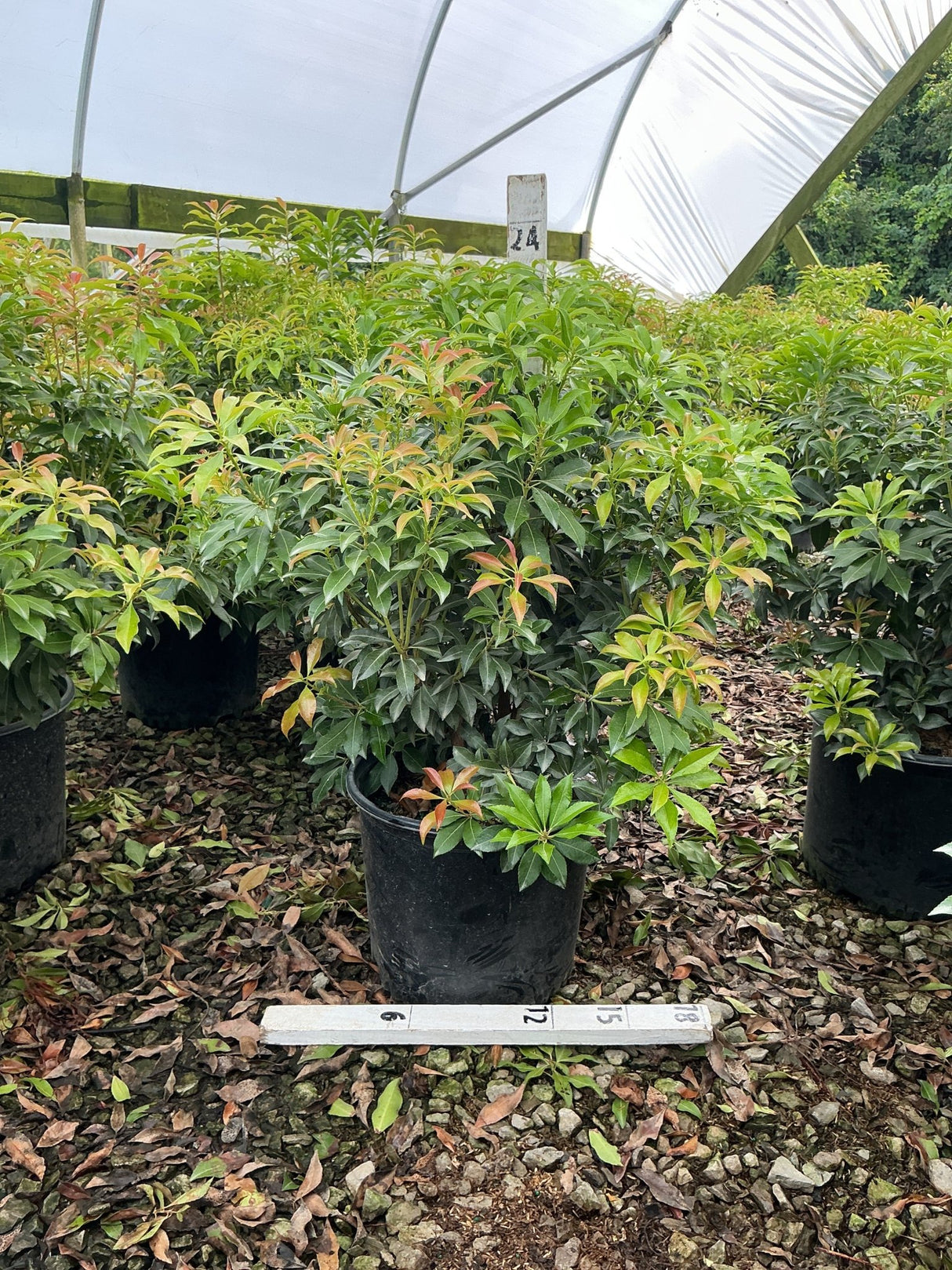 Dorothy Wycoff Pieris shrub in a #3 container showing dense green foliage with reddish new growth, displayed in a nursery greenhouse.