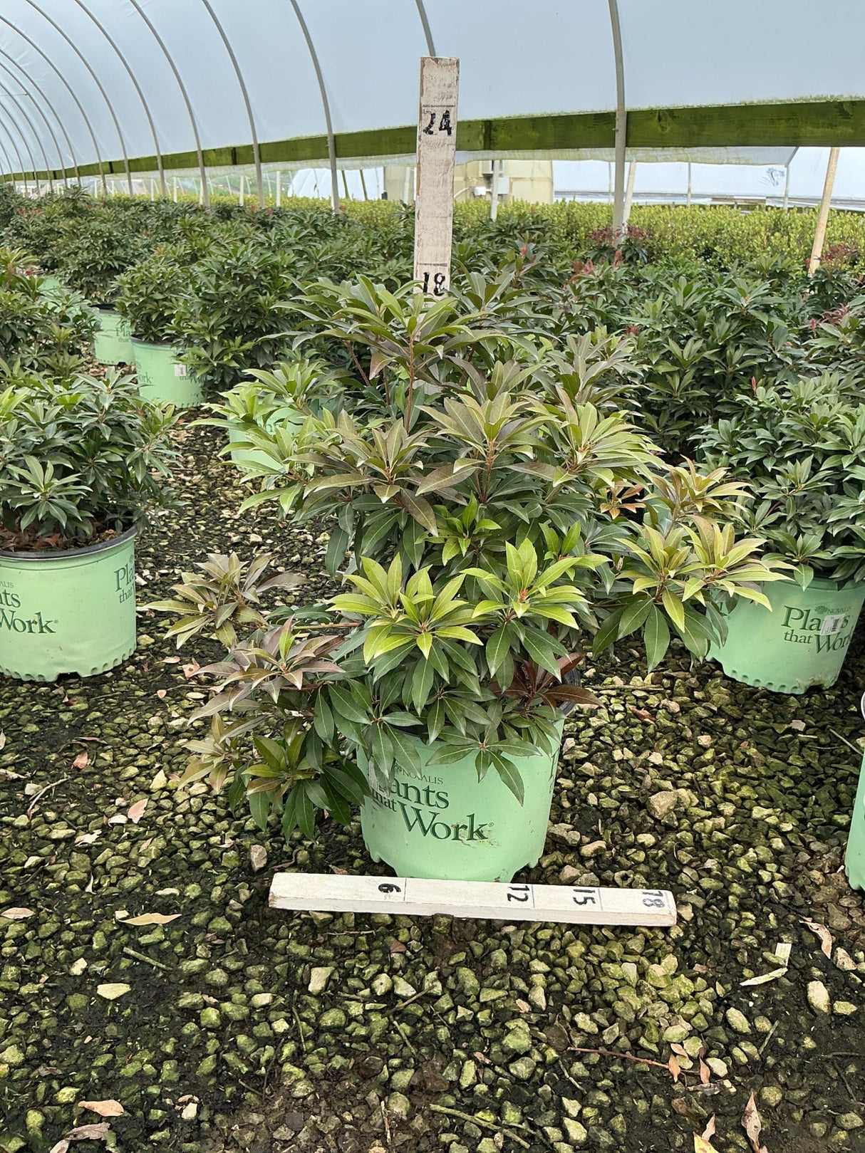 Katsura Pieris shrub in a #3 nursery container inside a greenhouse, showing mixed green and burgundy foliage.