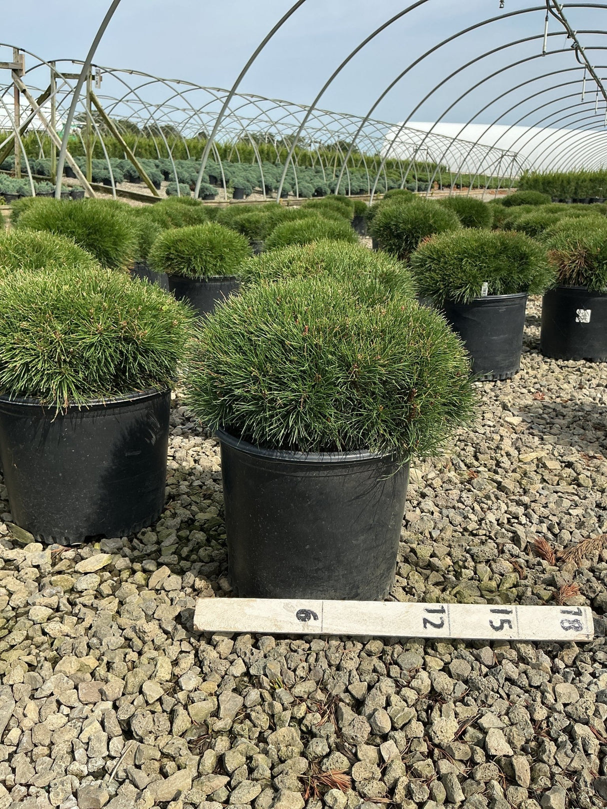 Pinus mugo 'Enci' dwarf mugo pines growing in black nursery containers on a gravel bed inside a greenhouse.
