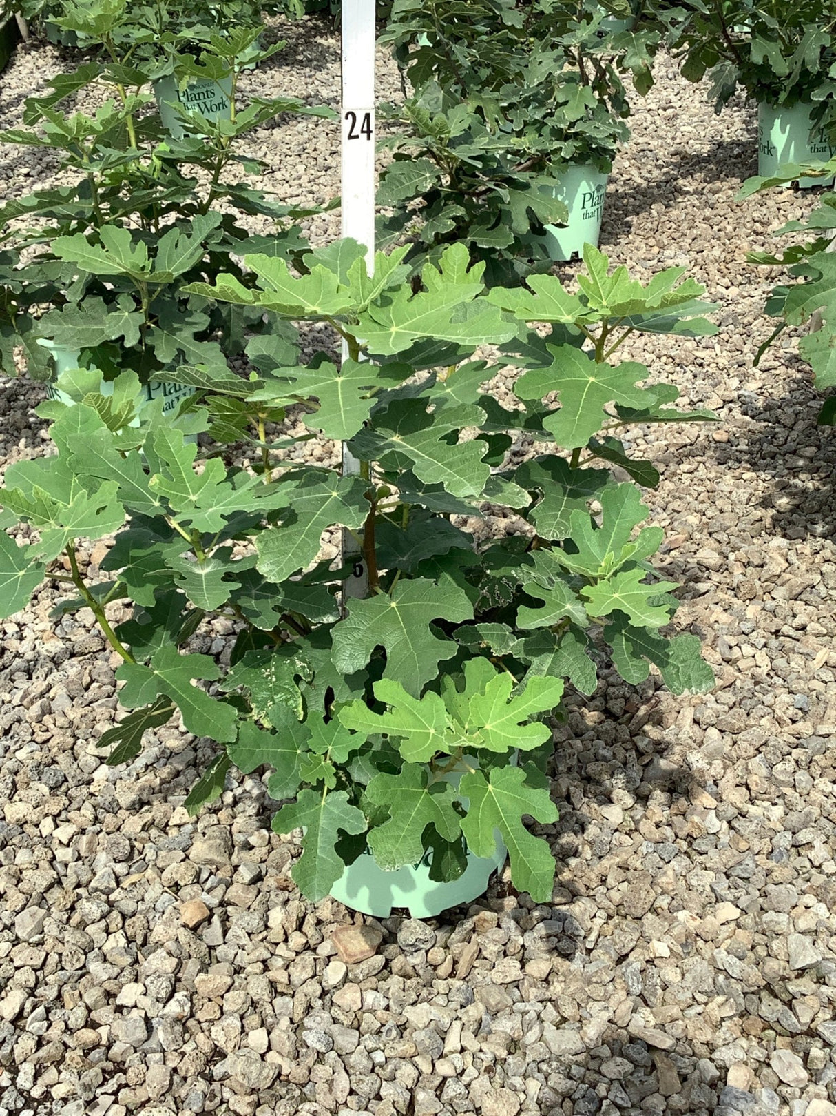 Fignomenal Dwarf Fig shrub in a nursery container showing dense lobed green foliage on gravel display bed.