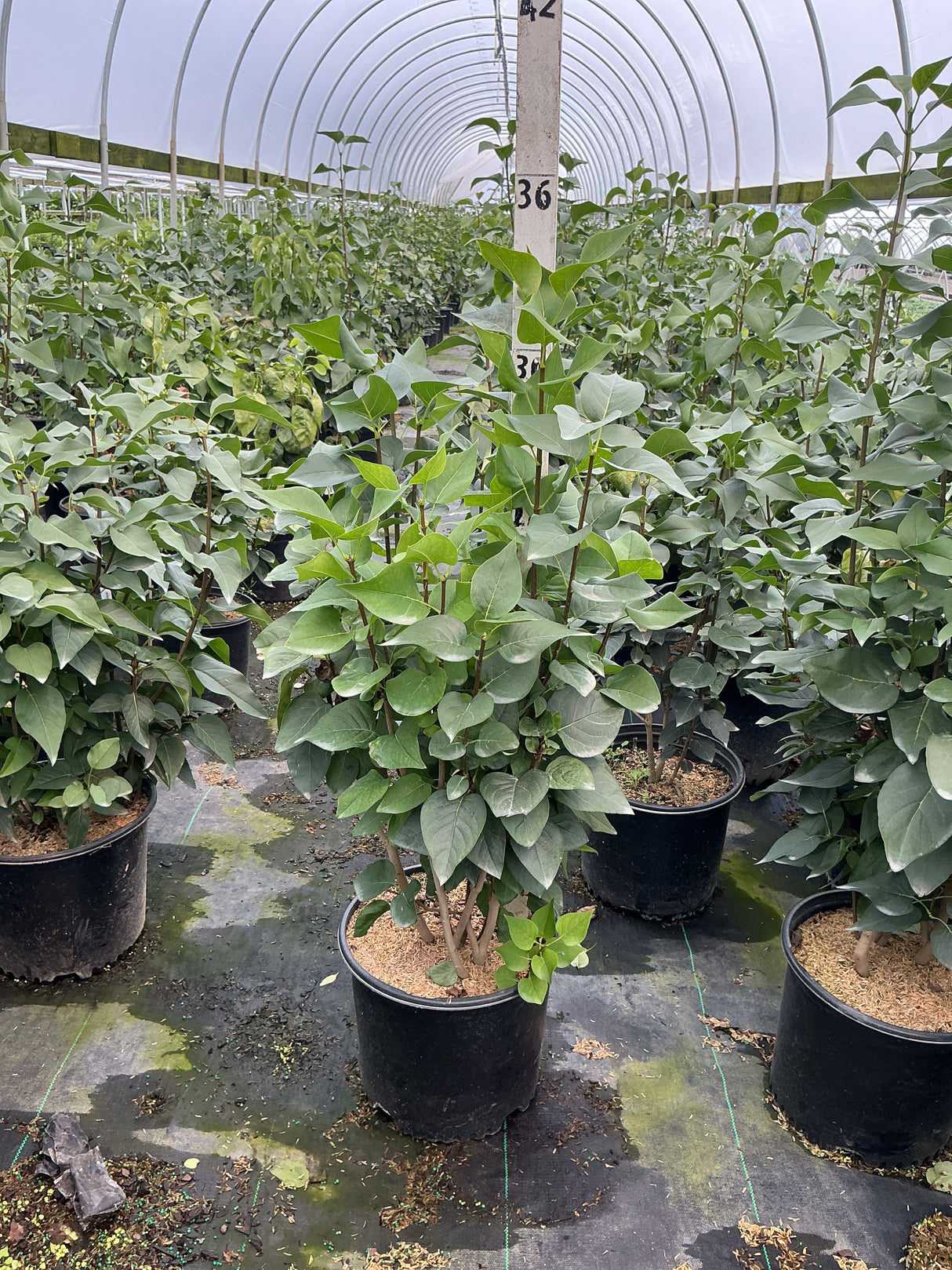 Common Purple Lilac shrubs in #3 containers growing in a greenhouse nursery, showing dense green foliage on multi-stem plants.