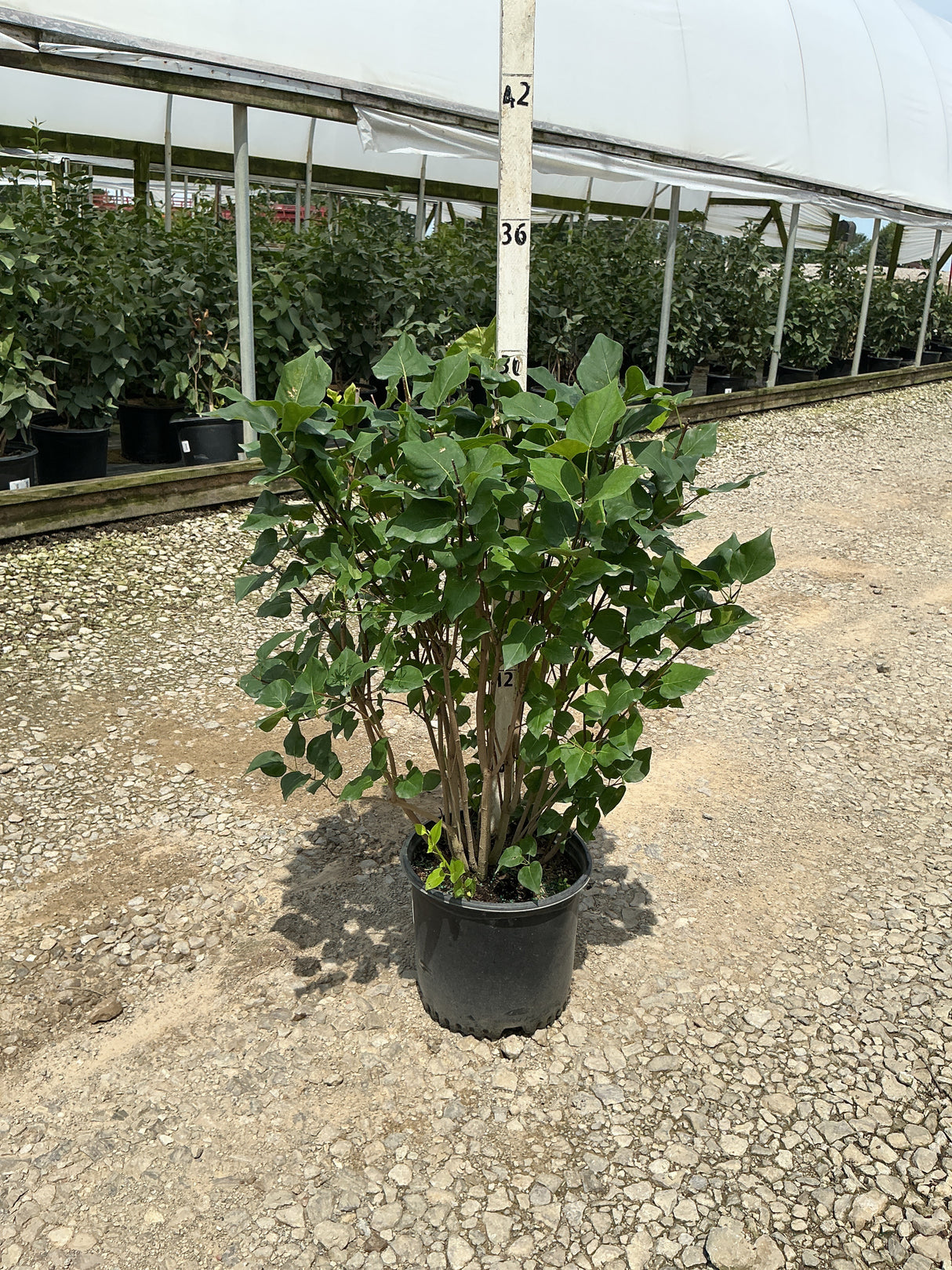 New Age Lavender Lilac shrub in a #3 container showing dense green foliage and multi-stem habit at a nursery.