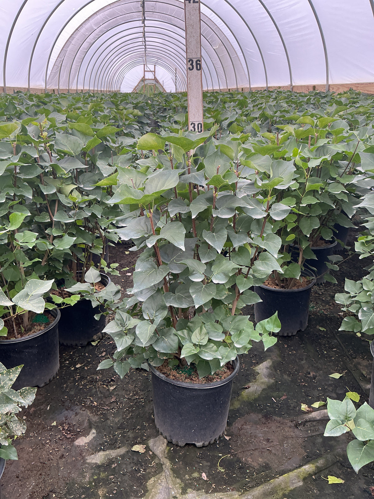 Pocahontas Lilac shrubs in #3 containers growing inside a hoop greenhouse, showing dense green heart-shaped foliage.