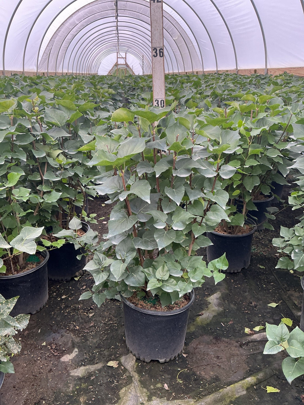 Pocahontas Lilac shrubs in #3 containers growing inside a hoop greenhouse, showing dense green heart-shaped foliage.