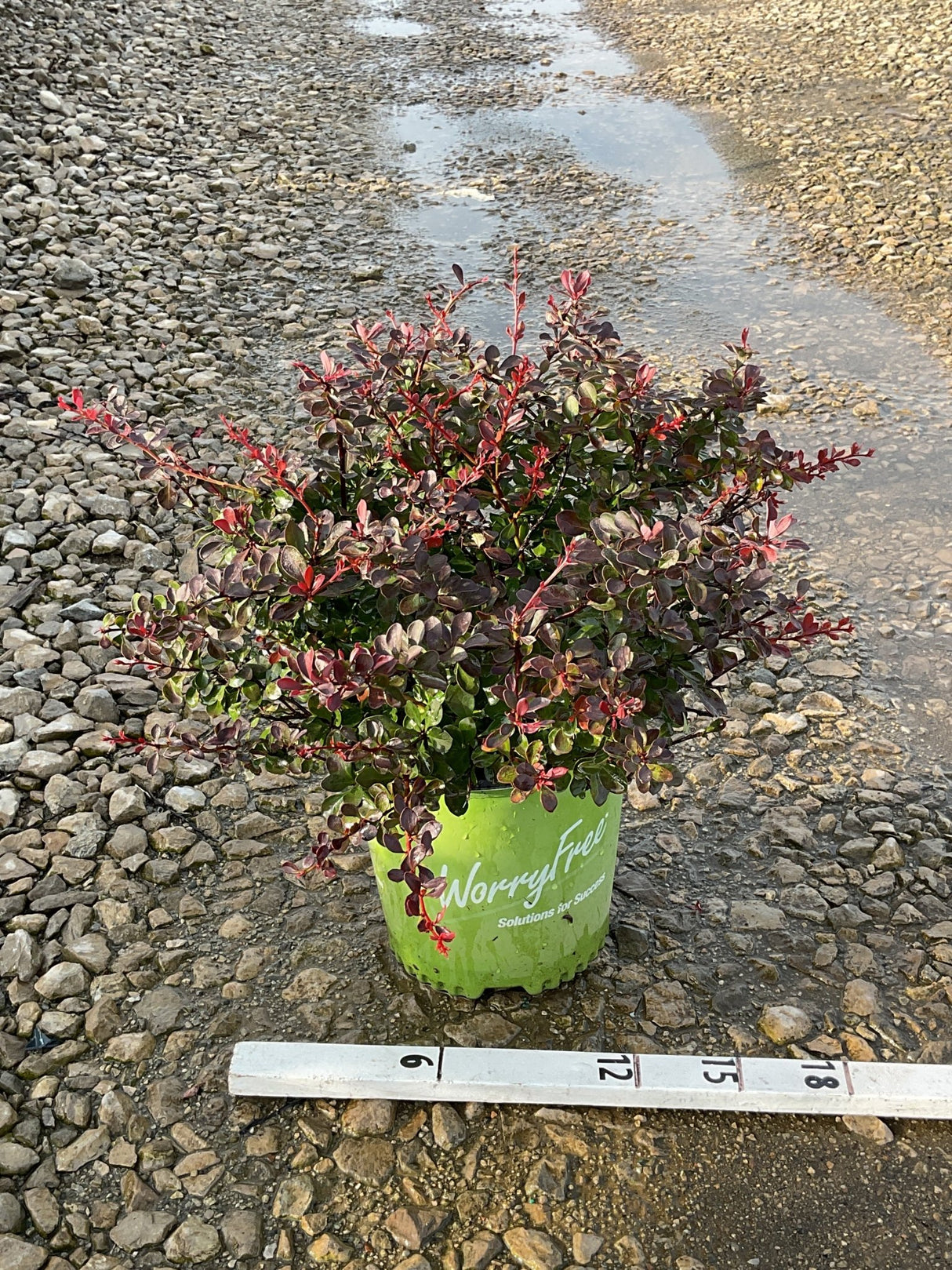 Crimson Cutie Barberry shrub in a #2 green container showing deep burgundy and red foliage on a gravel surface.