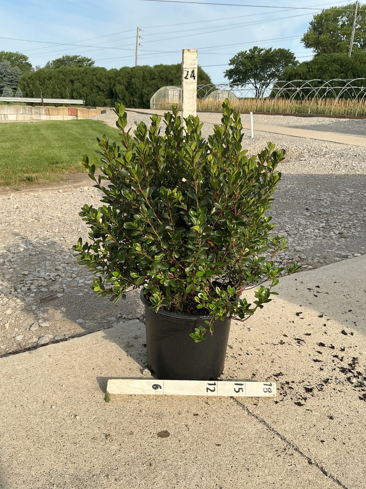Stewartstonian Azalea shrub in a #3 black nursery container with dense dark green foliage, shown with a measurement stake.