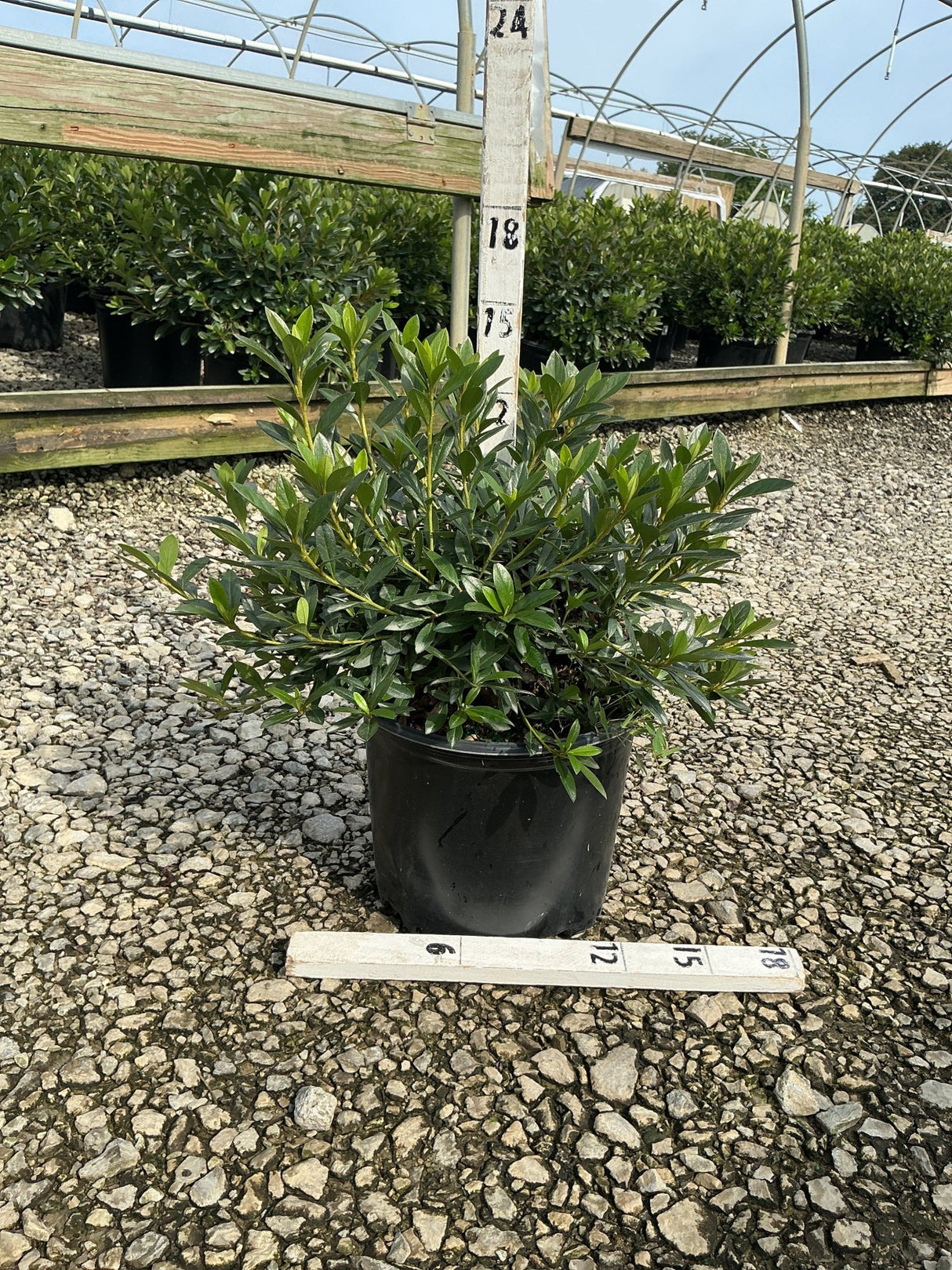 Herbert Azalea shrub in a #3 black nursery container, showing dense dark green foliage at a greenhouse grower facility.