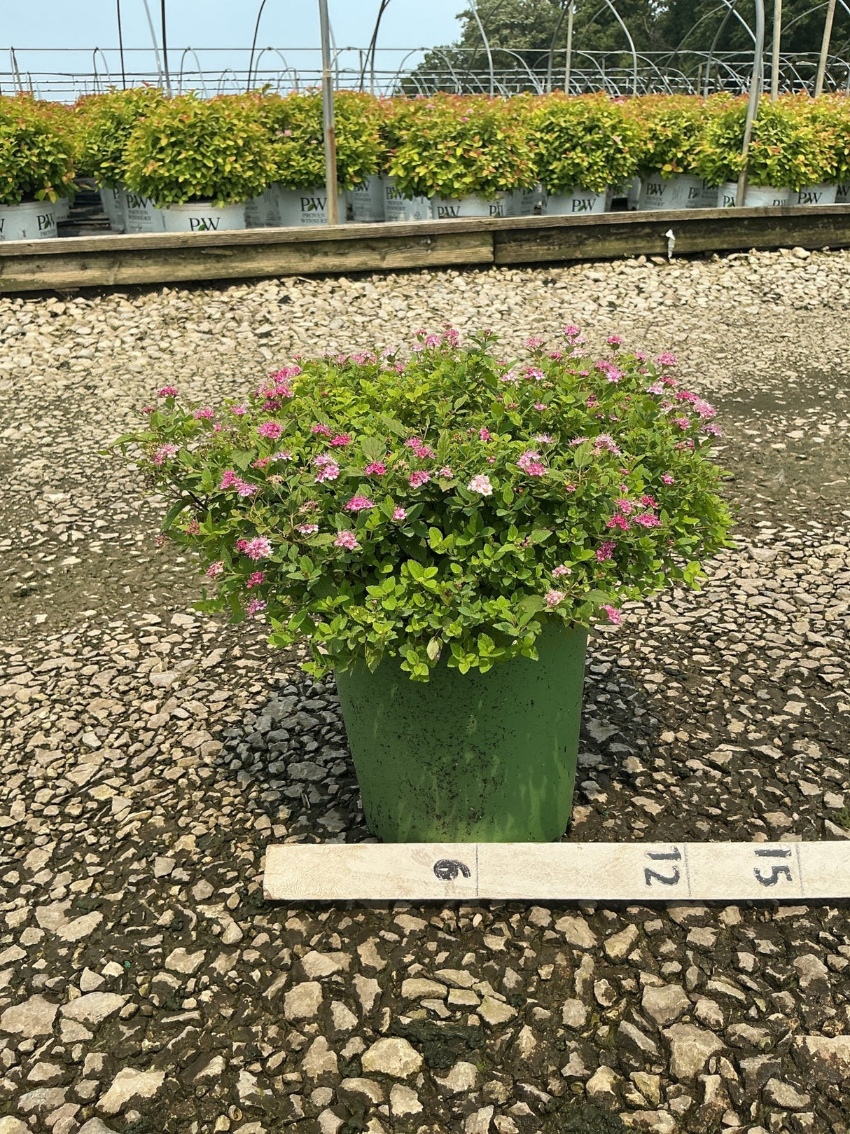 Little Princess Spirea shrub in a green nursery container covered in small pink blooms, shown with a measurement ruler.