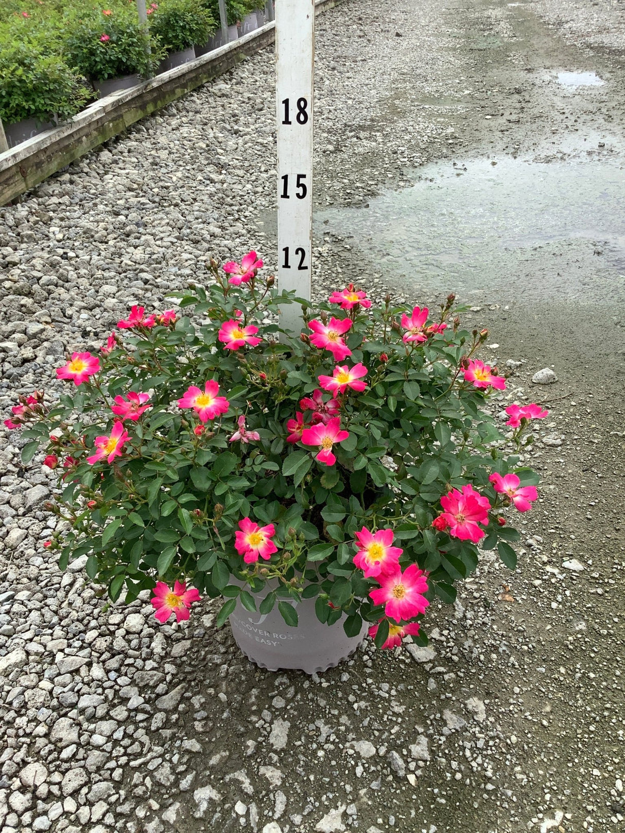 Pink Drift Groundcover Rose in a container, covered in bright pink single blooms with yellow centers, shown against a measurement stake.