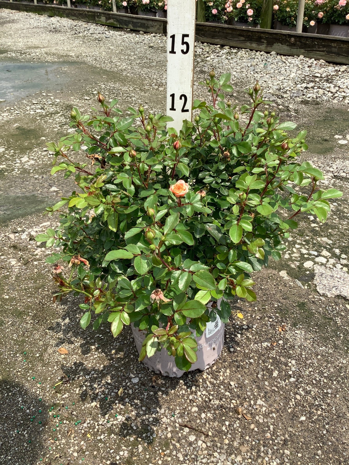 Apricot Drift Groundcover Rose in a nursery container with one open peach bloom and many buds ready to open.