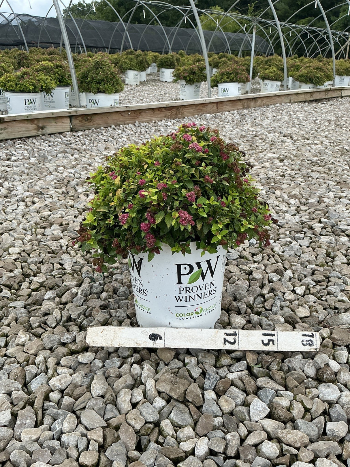 Double Play Gold Spirea shrub in a Proven Winners #2 container, showing mounded habit with pink blooms and bright green foliage.