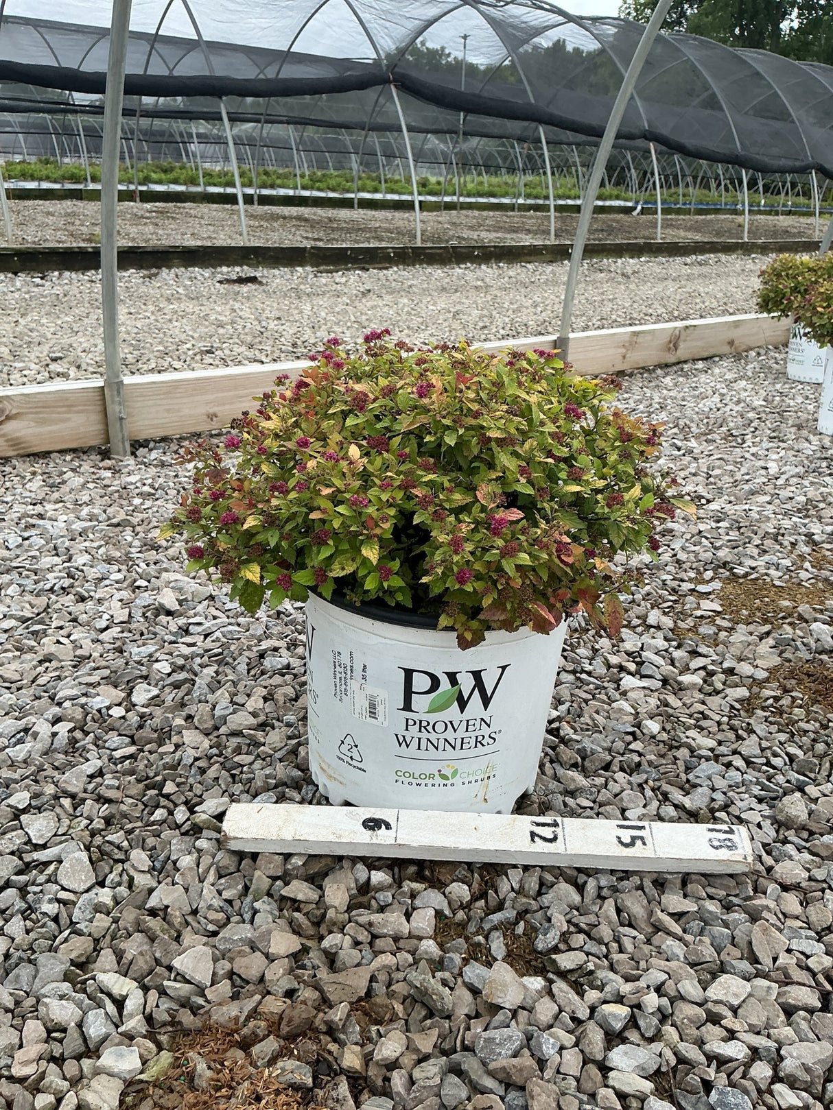 Double Play Dolly Spirea shrub in a #3 Proven Winners container, showing colorful foliage and dark pink blooms at a nursery.