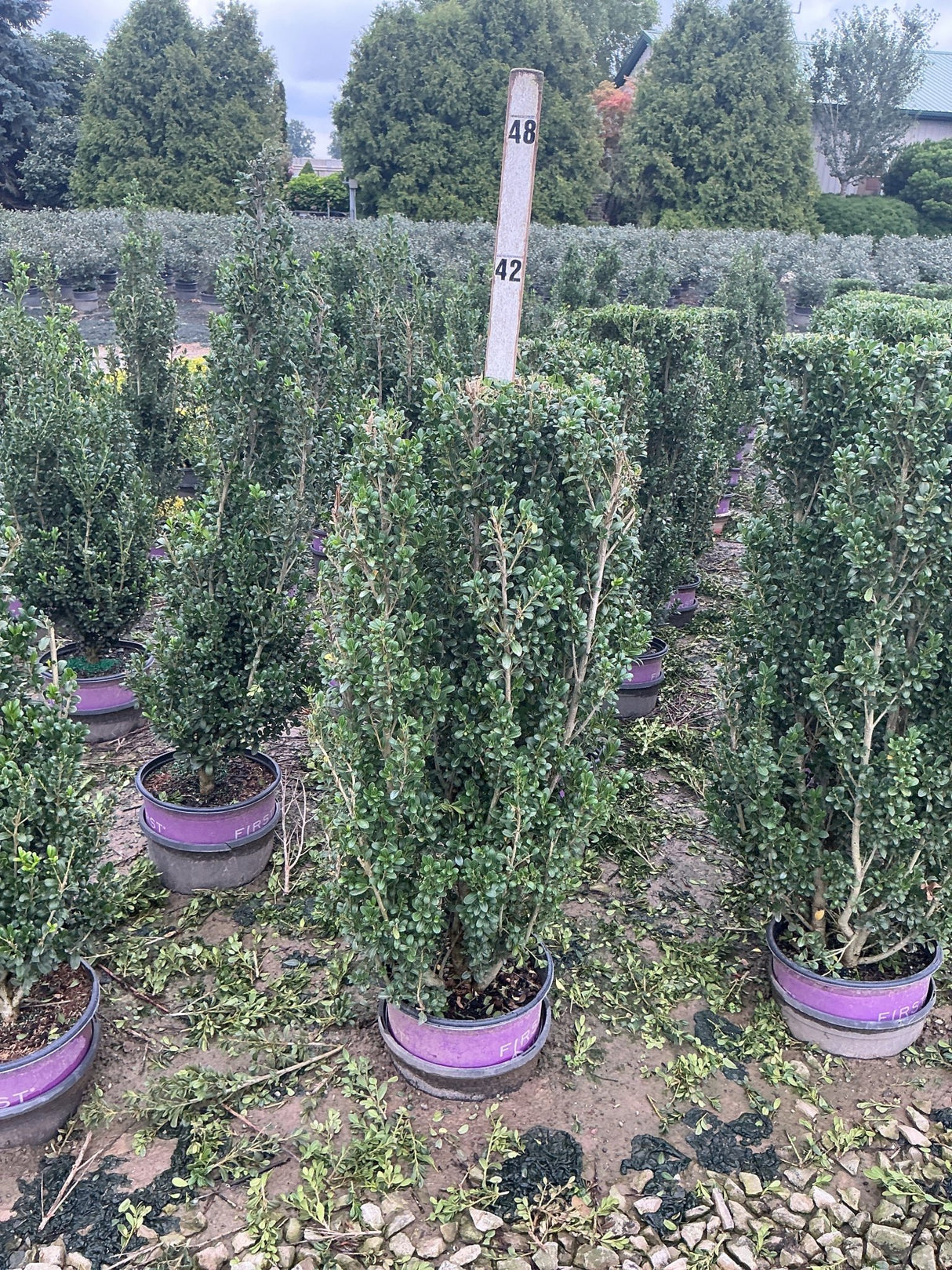 Rows of Chubby Hubby Japanese Holly columnar shrubs growing in purple-banded nursery containers at a garden center.