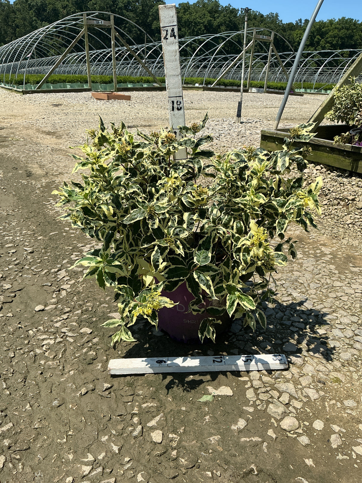 Cool Splash Dwarf Bush Honeysuckle in a #3 container showing creamy variegated foliage at a nursery growing facility.