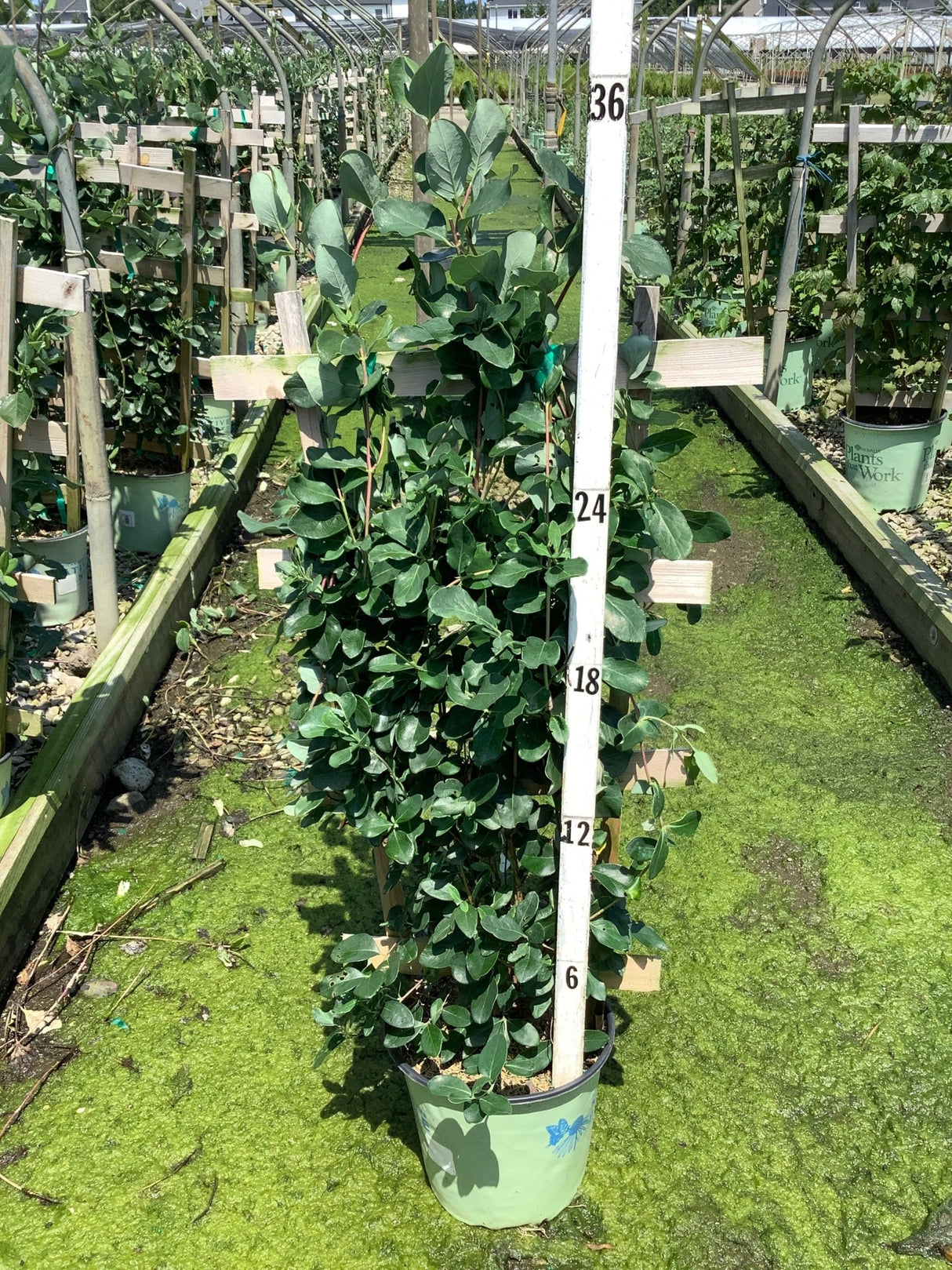Major Wheeler Honeysuckle Vine in a #2 container shown against a measurement pole at a nursery greenhouse.