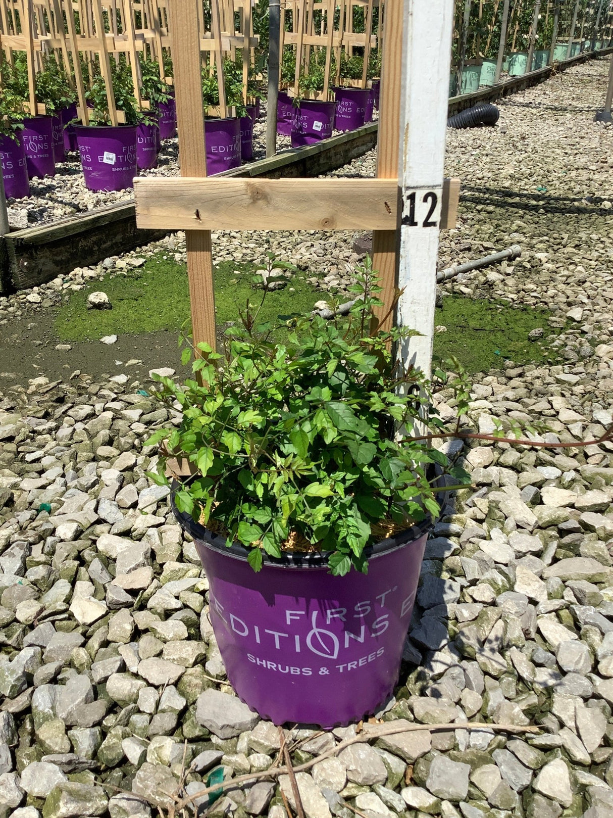 Atomic Red Trumpet Vine in a #2 First Editions container at a nursery growing facility, showing lush green foliage.