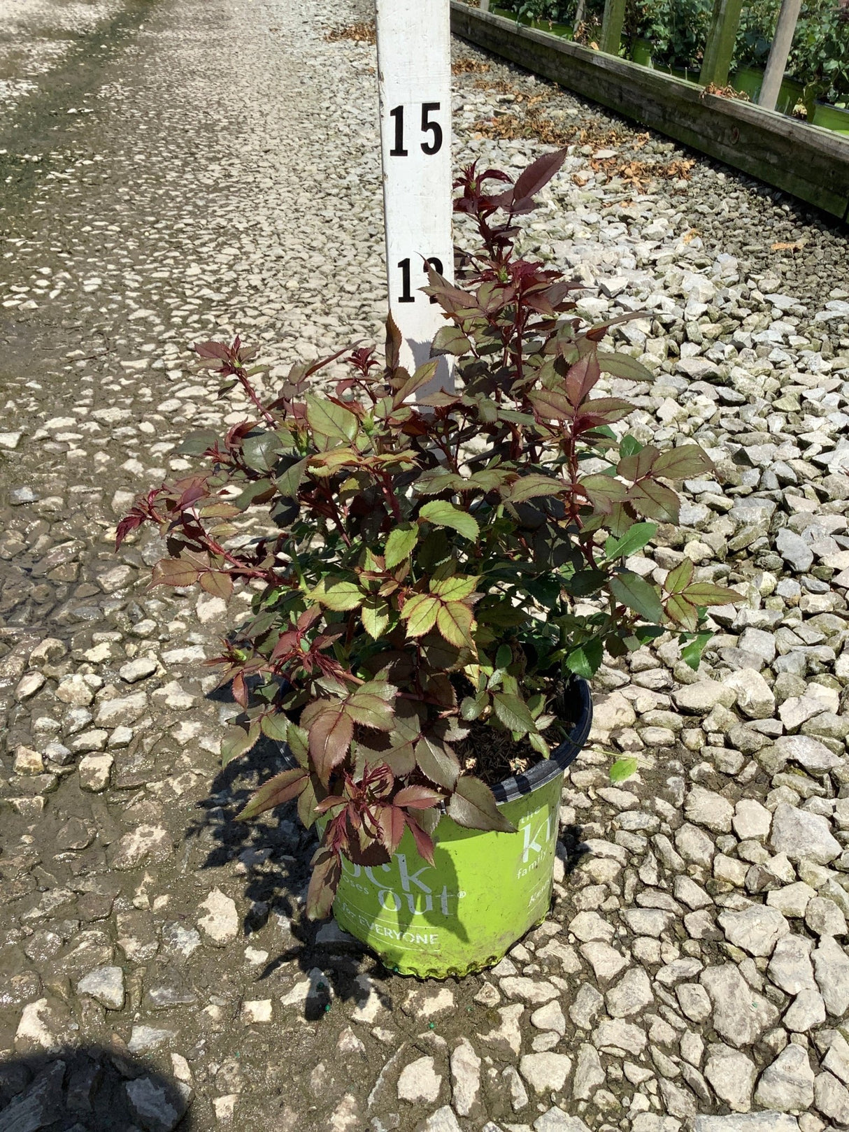 Pink Knock Out Shrub Rose in a #1 container showing burgundy-green foliage at a nursery.