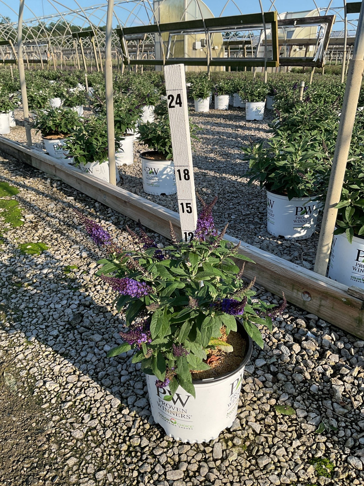 Pugster Blue Butterfly Bush in a Proven Winners #3 container with purple blooms, shown at a nursery with a height marker.