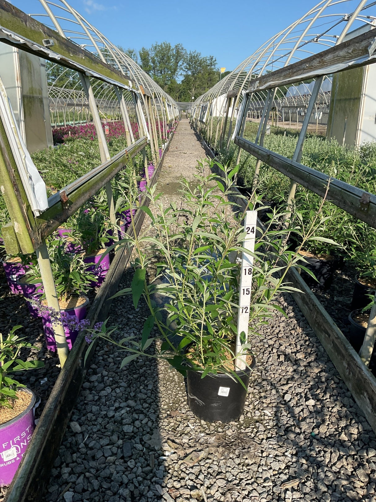 Black Knight Butterfly Bush in a #3 container growing in a nursery greenhouse row, showing tall green foliage reaching above 24 inches.