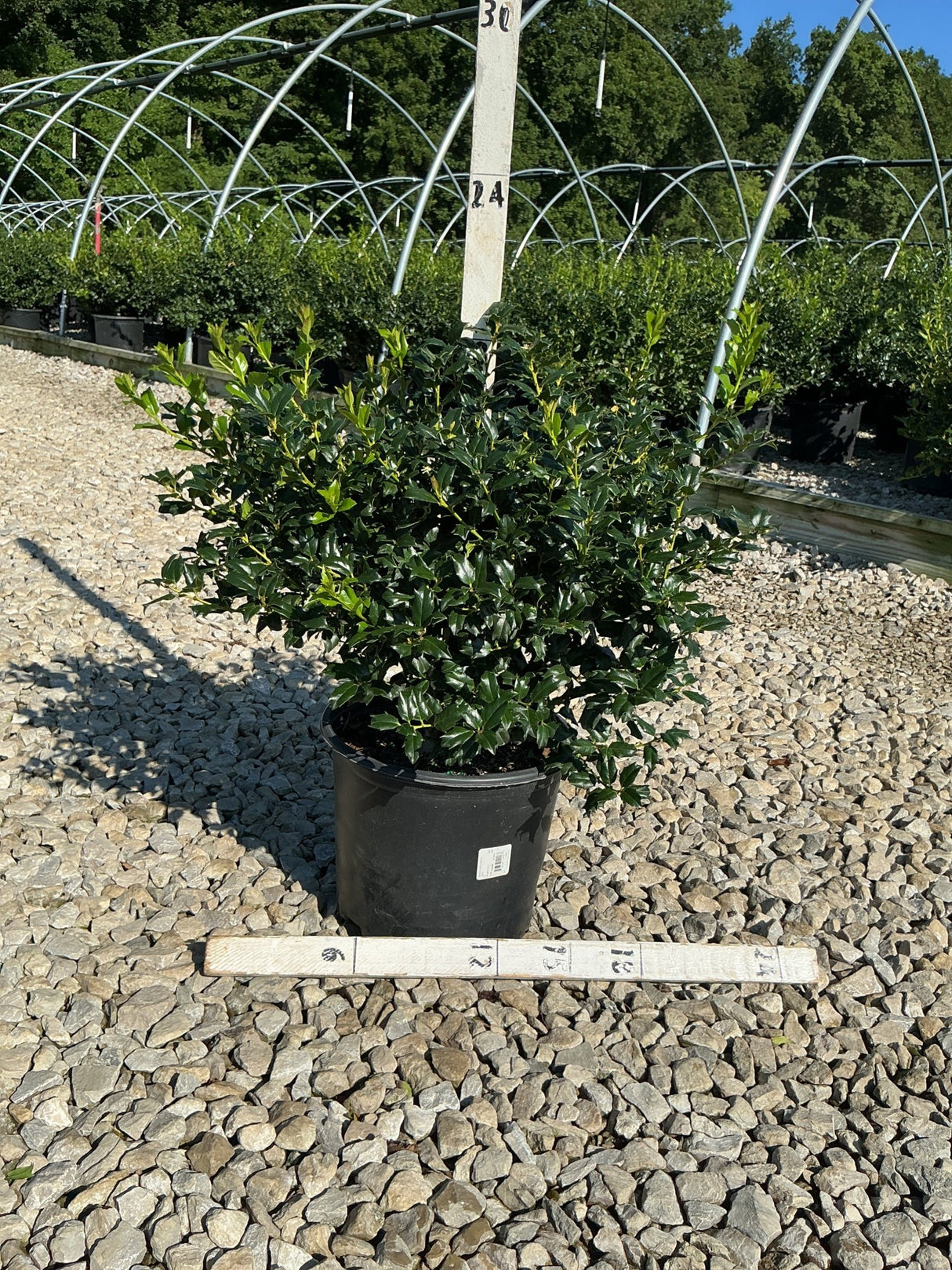 China Boy Holly shrub in a #3 container displayed on gravel at a nursery, showing dense dark green spiny foliage.