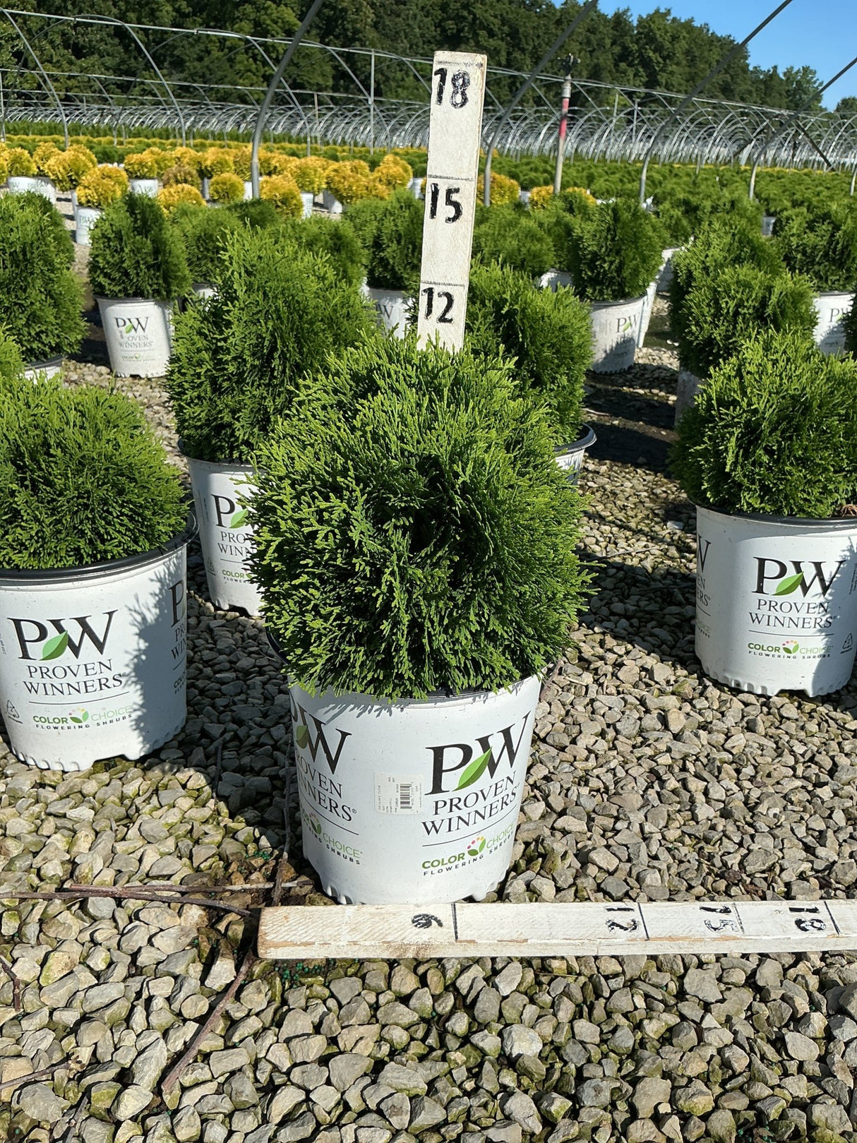Tater Tot Arborvitae in a Proven Winners #2 container at a nursery, showing its dense rounded evergreen form.