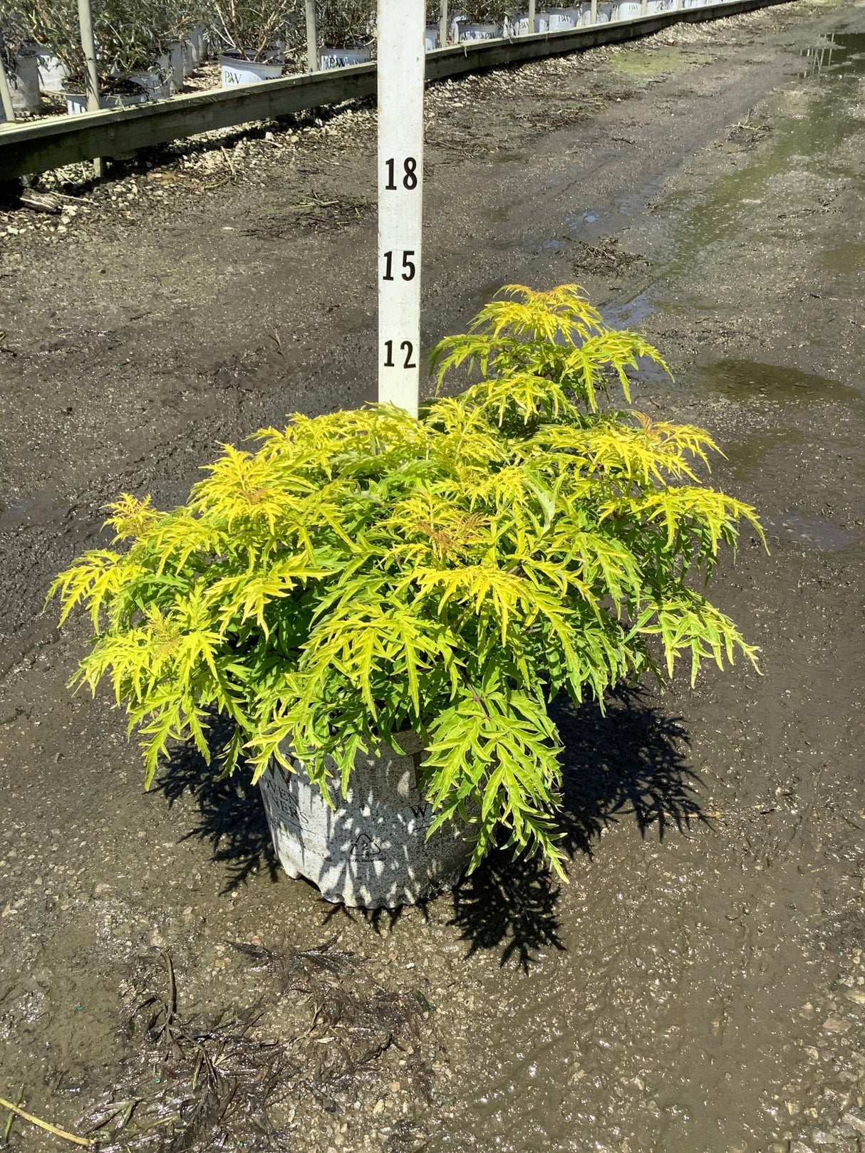 Lemony Lace Elderberry shrub in a #3 container showing bright chartreuse, finely cut foliage at a nursery.