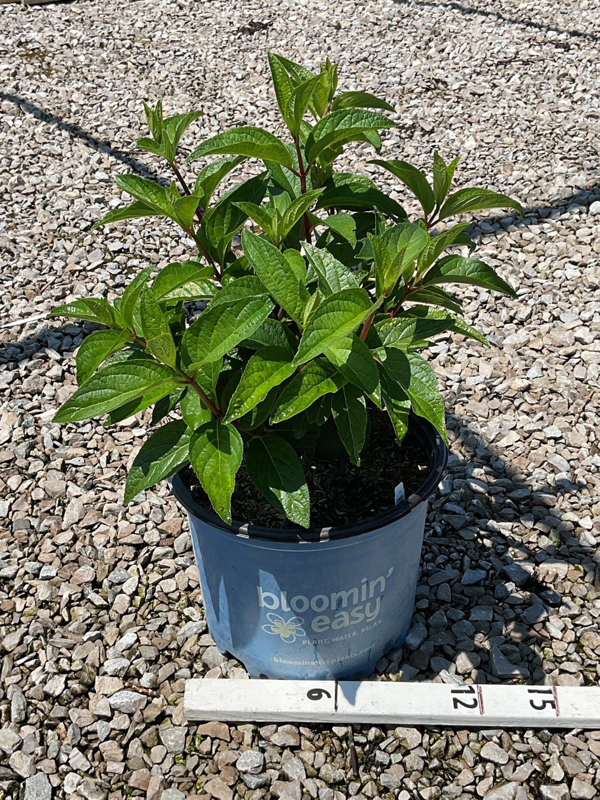 FLARE Panicle Hydrangea in a #3 container showing lush green foliage with reddish stems on a gravel surface.