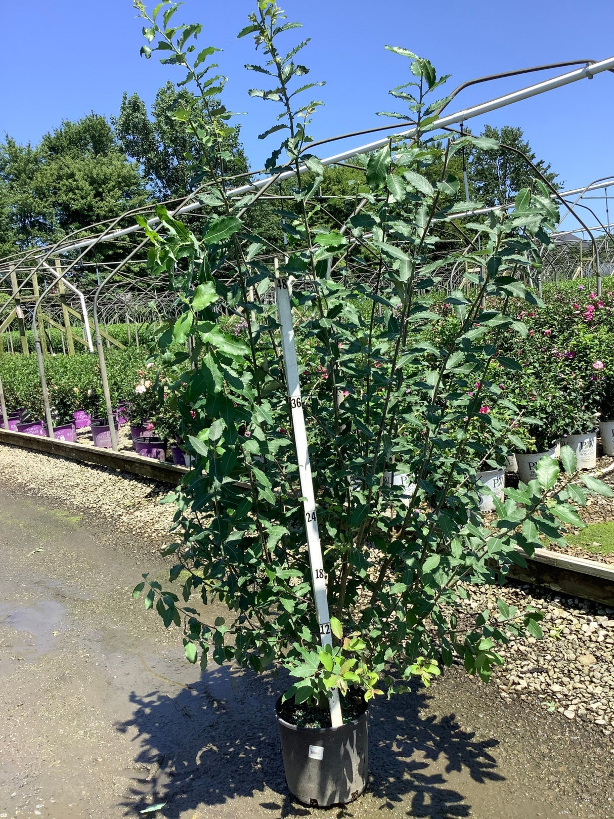 Goat Willow Pussy Willow shrub in a nursery container, showing tall upright multi-stem habit with dark green foliage.