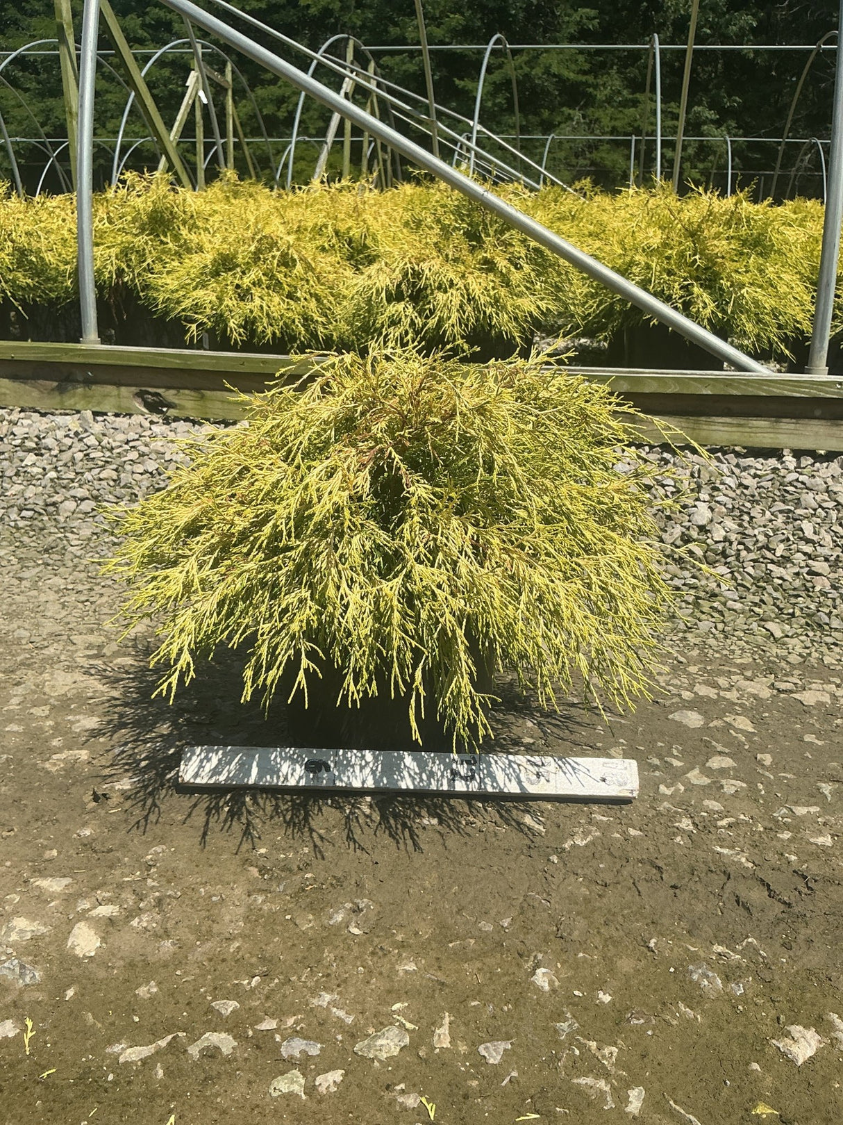 Golden Mop False Cypress shrub in a #3 container displaying bright golden-yellow feathery foliage at a nursery.
