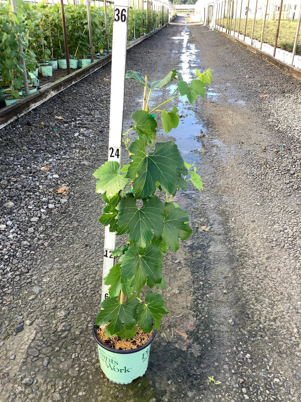 Lakemont Seedless White Grape Vine in a #1 container next to a measurement pole in a nursery greenhouse aisle.