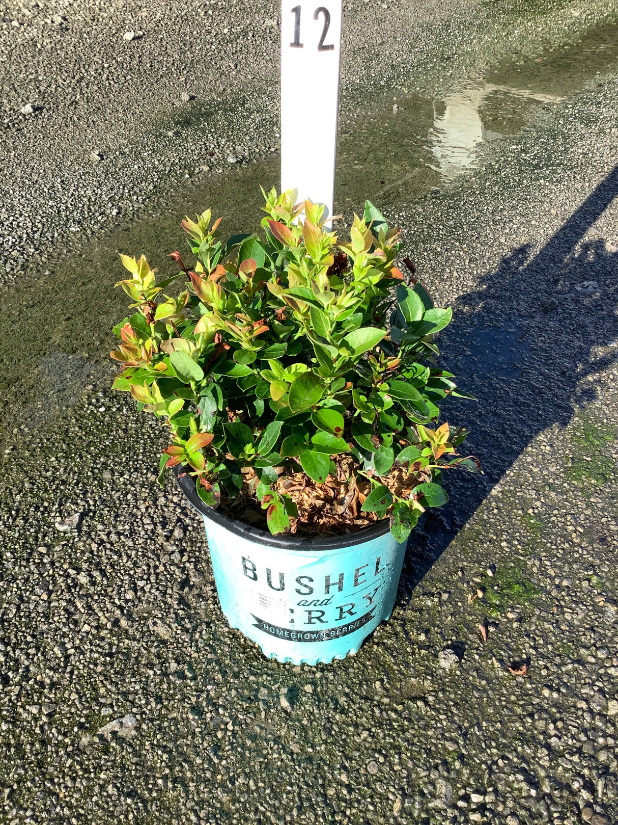 Jelly Bean Blueberry Bush in a teal Bushel and Berry container pot displayed on wet pavement.