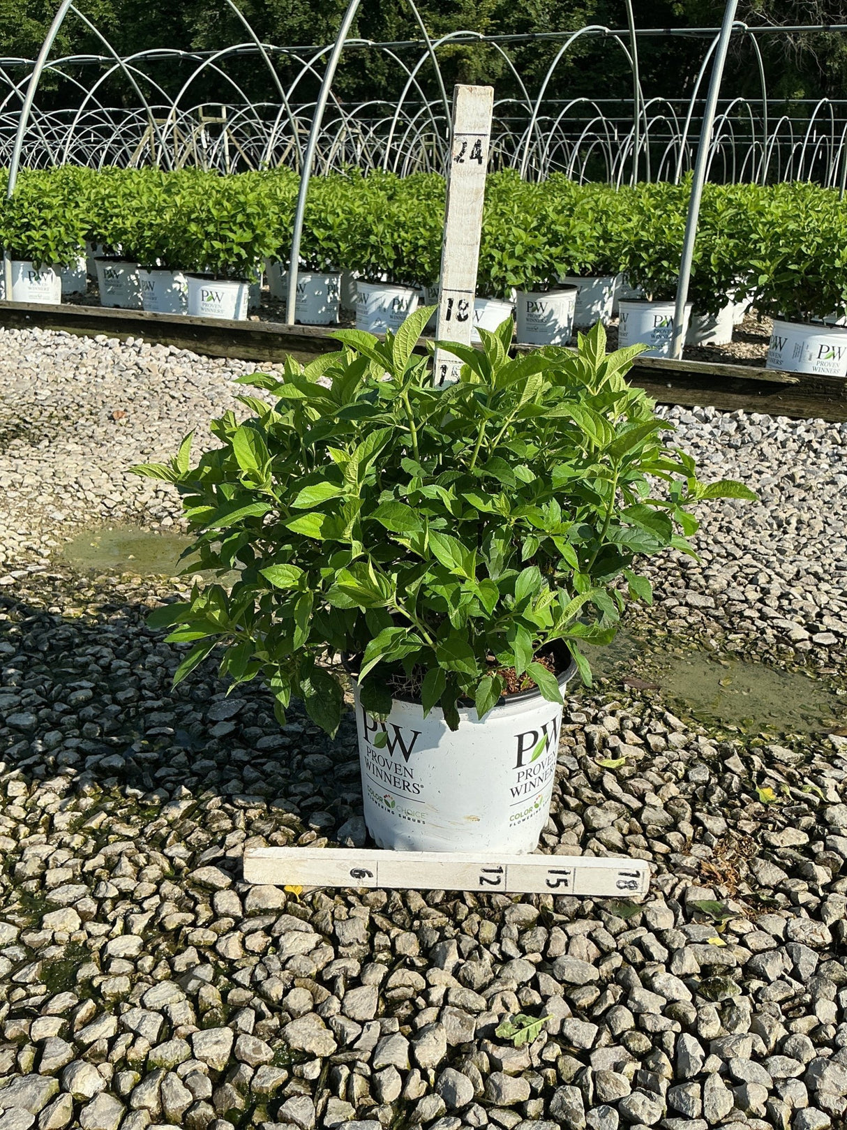 Little Lime Panicle Hydrangea shrub in a #3 Proven Winners container, showing lush green foliage at a nursery grow yard.