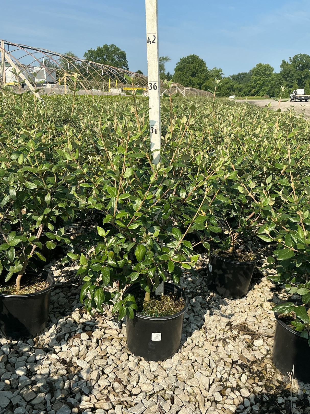 Mohawk Burkwood Viburnum shrubs in black #3 containers displayed on gravel at a nursery growing facility.