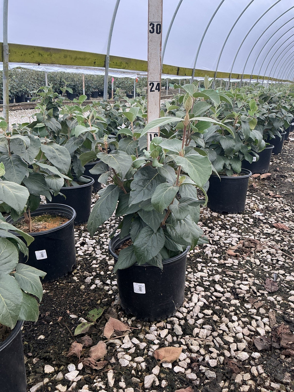 Cayuga Viburnum shrubs in #3 black nursery containers inside a greenhouse, showing lush green foliage on gravel flooring.