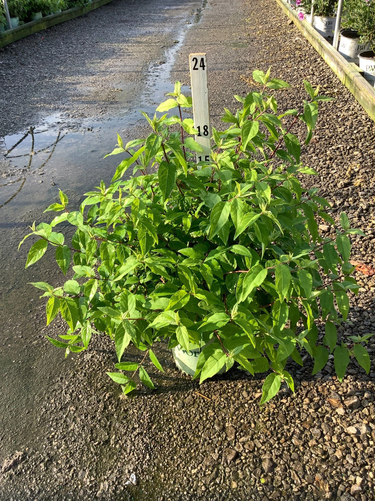 Raspberry Sundae Deutzia shrub in a #2 container showing lush green foliage at a nursery growing area.