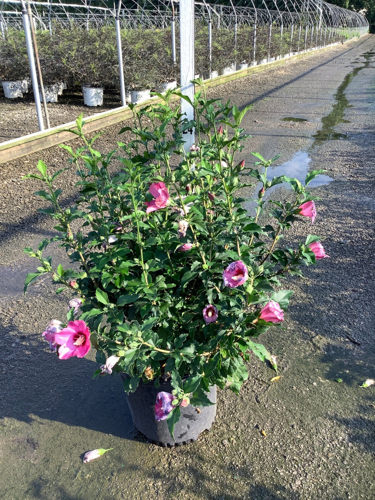Lucy Rose of Sharon shrub in a #3 container displaying pink blooms at a nursery growing facility.