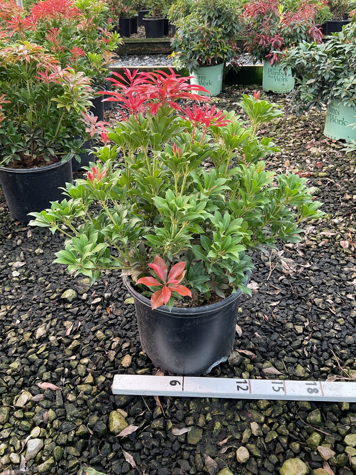 Pieris japonica Mountain Fire shrub in a #3 container showing bright red new growth tips above dark green foliage.
