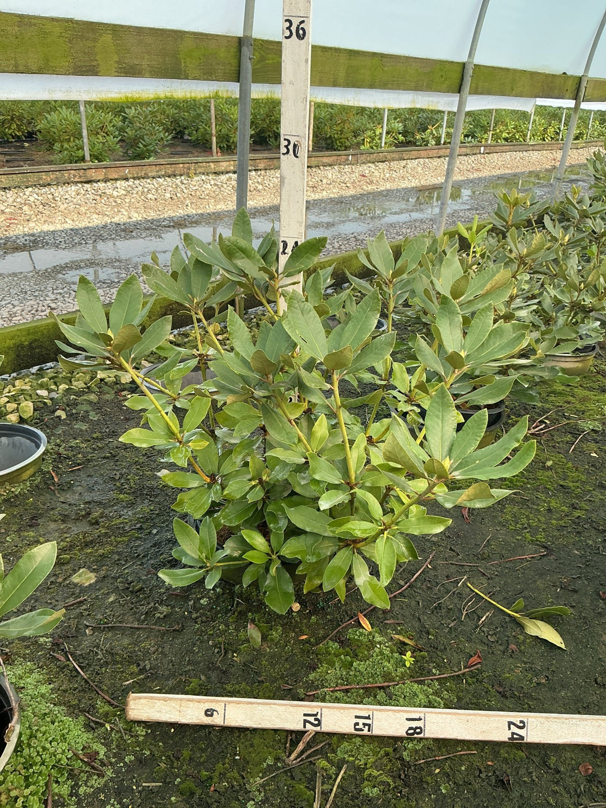 Nova Zembla Rhododendron shrub in a #3 container, showing dense dark green foliage growing in a nursery greenhouse.