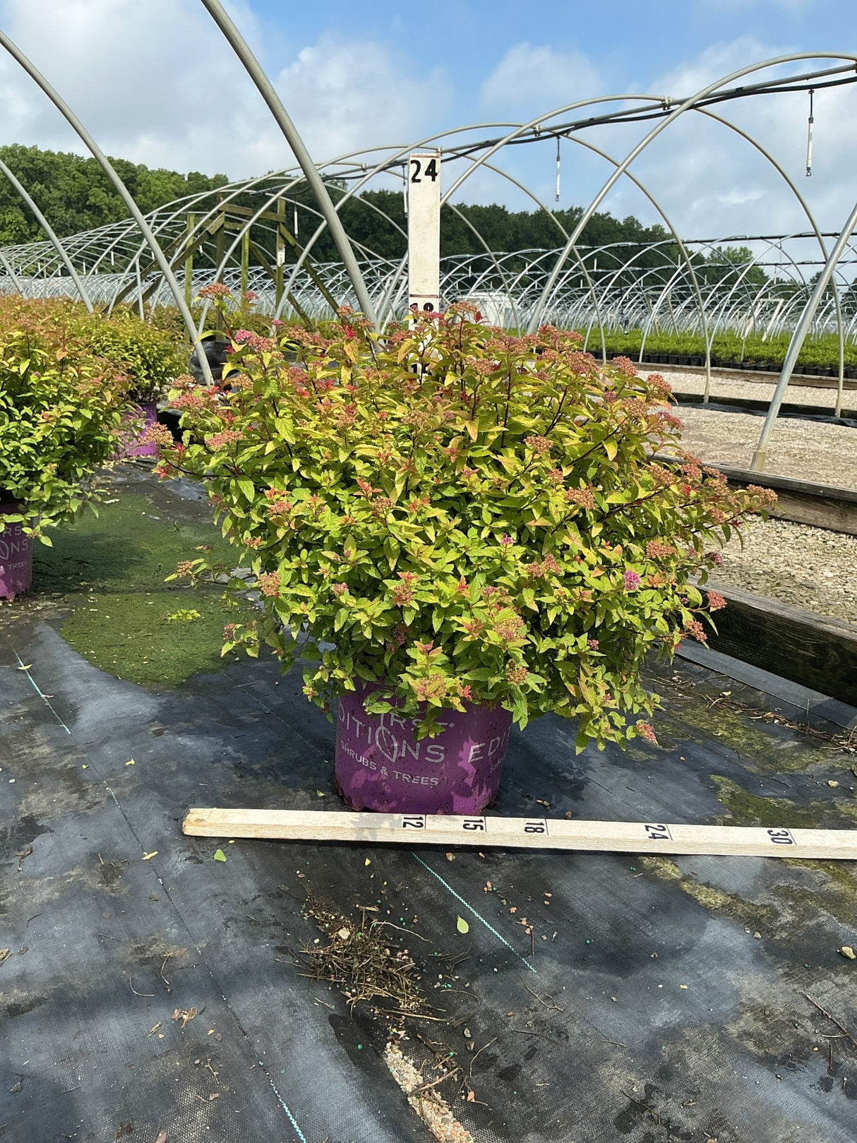 Little Spark Spirea shrub in a #3 container showing bright chartreuse foliage and pink flower clusters at a nursery.