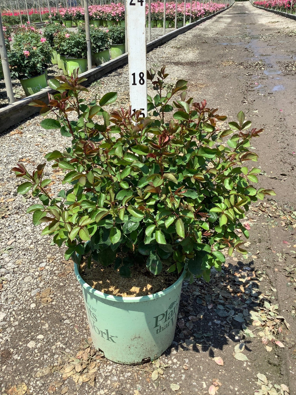 Miracle On The Hudson Shrub Rose in a #3 container showing dense green and burgundy foliage at a nursery.