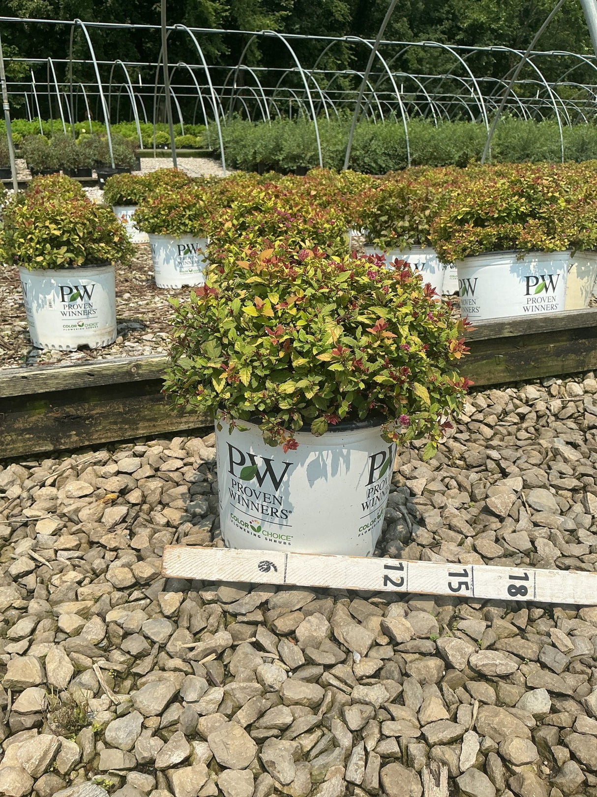 Double Play Dolly Spirea shrub in a Proven Winners #3 container, showing colorful gold and red-tipped foliage at a nursery.