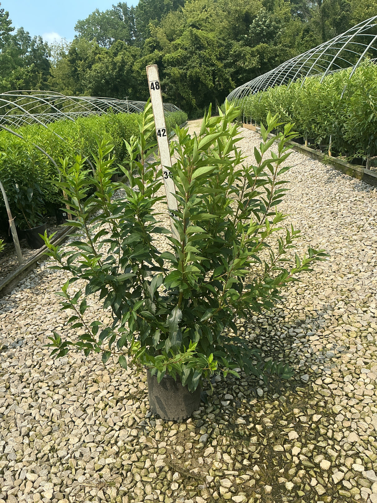 Spring Glory Forsythia shrub in a #3 container displayed on gravel at a nursery, showing dense green summer foliage.