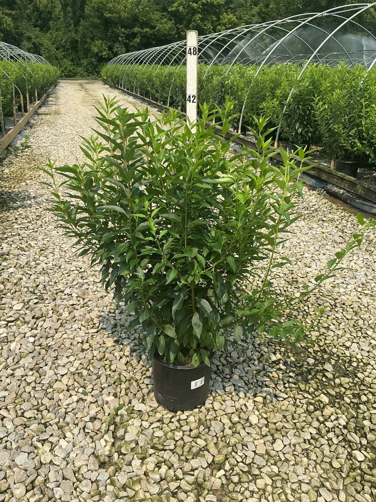 Lynwood Gold Forsythia shrub in a #3 black nursery container displayed on a gravel bed at a plant nursery.