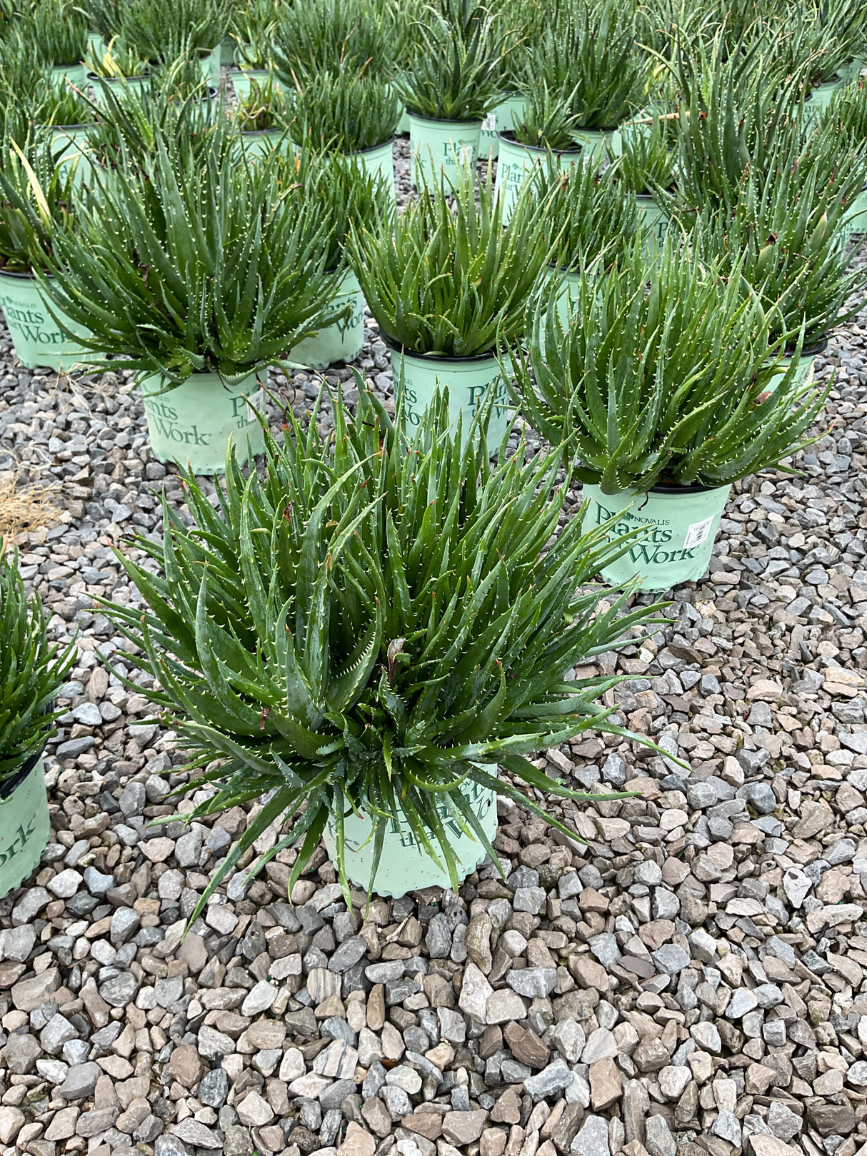 Hedgehog Aloe plants in nursery containers displayed on gravel, showing dense spiky green rosettes with serrated leaf edges.