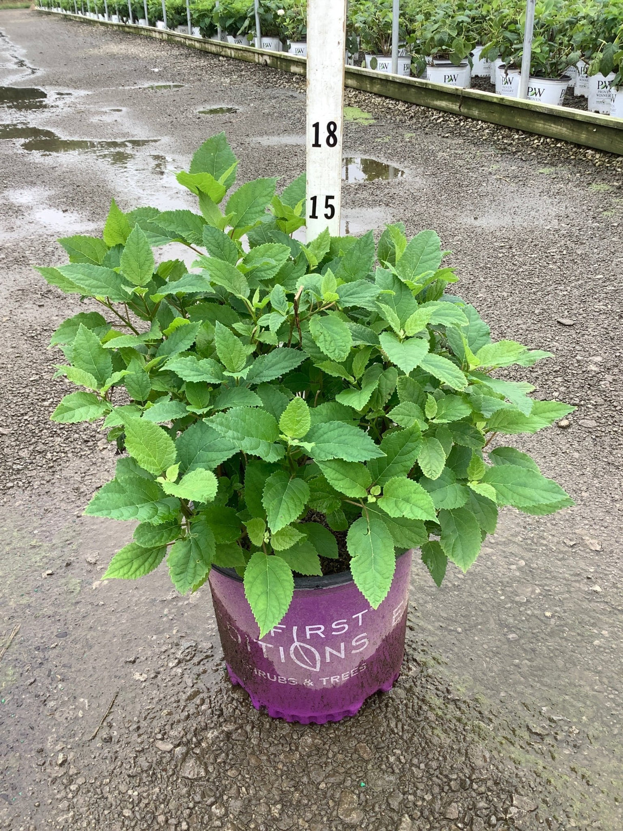 FlowerFull Smooth Hydrangea in a #3 container showing lush green foliage at a nursery growing facility.
