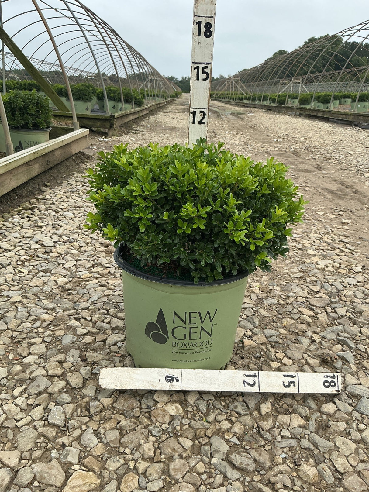 NewGen Independence Boxwood in a #3 container shown against a measurement stake at a nursery grow yard.