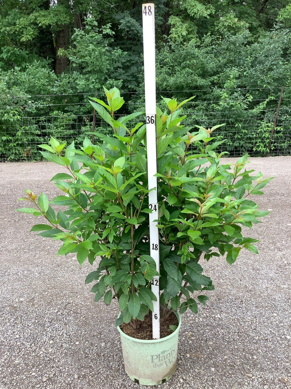 Magical Moonlight Buttonbush shrub in a nursery container, showing lush green foliage reaching about 36 inches tall.