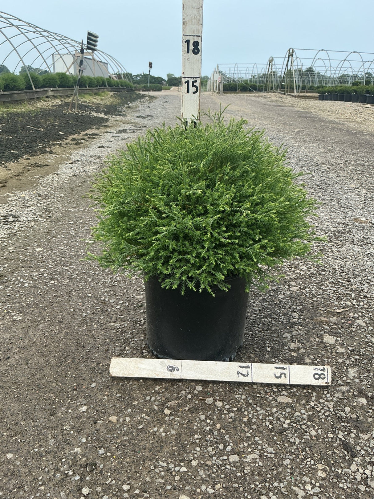 Mr. Bowling Ball Arborvitae in a #3 container with dense rounded green foliage, shown with measurement stakes at a nursery.